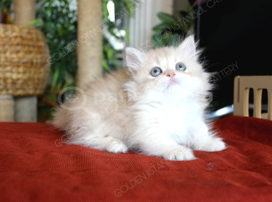 Munchkin Longhair Cüce Kedi görsel