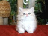 Munchkin Longhair Cüce Kedi