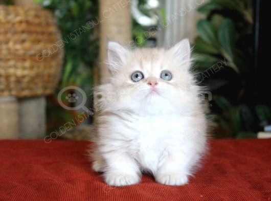 Munchkin Longhair Cüce Kedi
