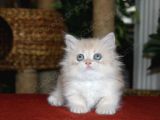 Munchkin Longhair Cüce Kedi