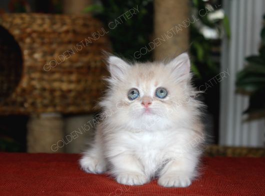 Munchkin Longhair Cüce Kedi görsel