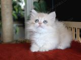 Munchkin Longhair Cüce Kedi