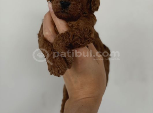 O Şanslı Aile Sen Olabilirsin görsel