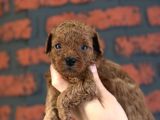 Safkan Poodle Bebeklerim Yeni Ailesini Arıyor