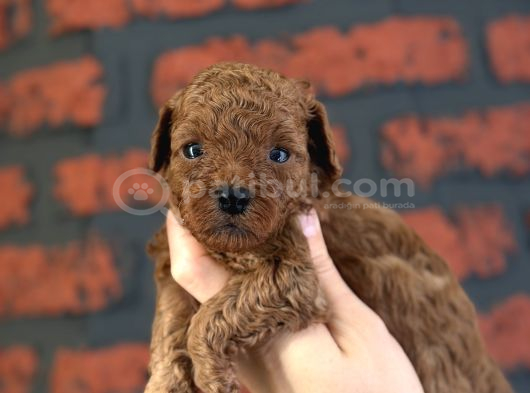Safkan Poodle Bebeklerim Yeni Ailesini Arıyor görsel