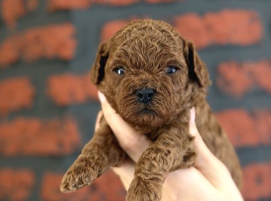Safkan Poodle Bebeklerim Yeni Ailesini Arıyor görsel