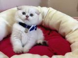 Scottish Fold Erkek Yavrumuza Yuva Uyguna