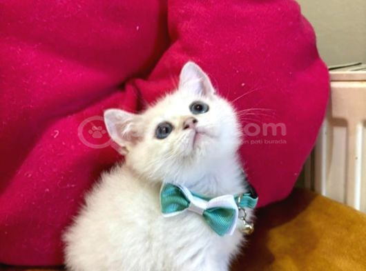British Shorthair Erkek Yavrumuza Yuva Uyguna görsel