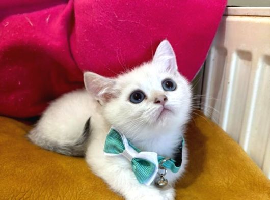 British Shorthair Erkek Yavrumuza Yuva Uyguna