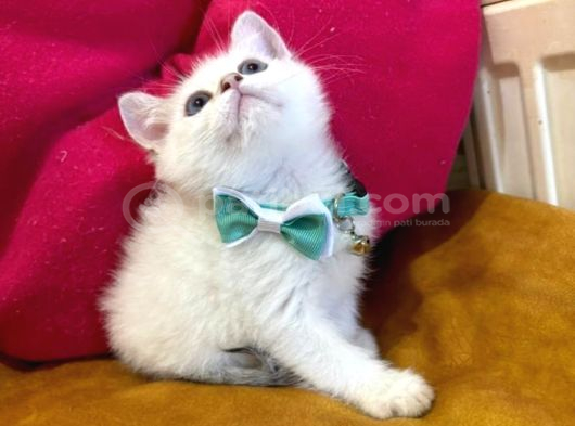 British Shorthair Erkek Yavrumuza Yuva Uyguna görsel