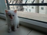 British Shorthair Yavrularımıza Güzel Bir Yuva Arıyoruz