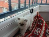 British Shorthair Yavrularımıza Güzel Bir Yuva Arıyoruz
