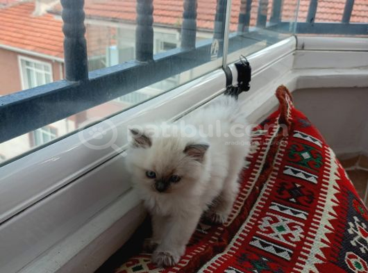 British Shorthair Yavrularımıza Güzel Bir Yuva Arıyoruz görsel