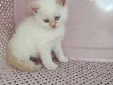 British Shorthair Yavrularımıza Güzel Bir Yuva Arıyoruz