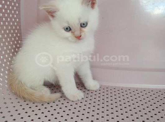 British Shorthair Yavrularımıza Güzel Bir Yuva Arıyoruz görsel