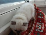 British Shorthair Yavrularımıza Güzel Bir Yuva Arıyoruz