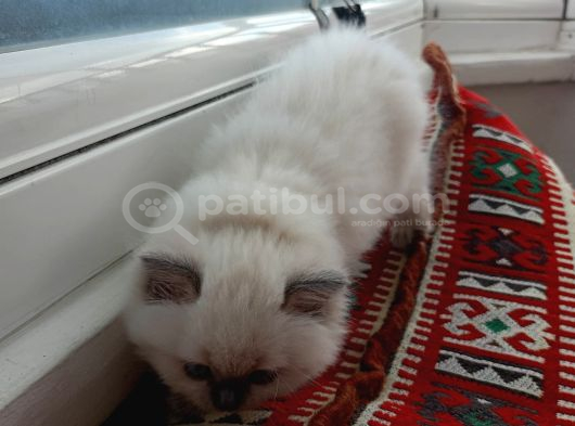British Shorthair Yavrularımıza Güzel Bir Yuva Arıyoruz görsel