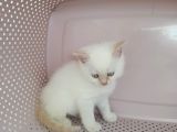 British Shorthair Yavrularımıza Güzel Bir Yuva Arıyoruz