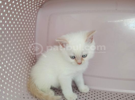 British Shorthair Yavrularımıza Güzel Bir Yuva Arıyoruz görsel