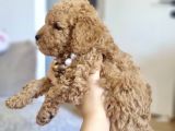 45 Günlük Safkan Toy Poodle