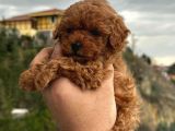 Poodle Red  Yavrularımız Yeni Yuvasını Arıyorlar