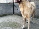 Orijinal Safkan Kangal Yavruları