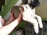 Orijinal Safkan Kangal Yavruları