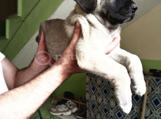 Orijinal Safkan Kangal Yavruları görsel
