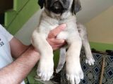 Orijinal Safkan Kangal Yavruları