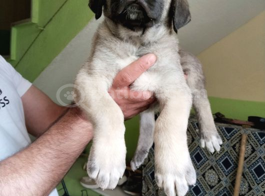 Orijinal Safkan Kangal Yavruları görsel