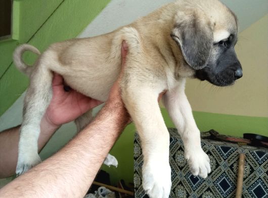Orijinal Safkan Kangal Yavruları