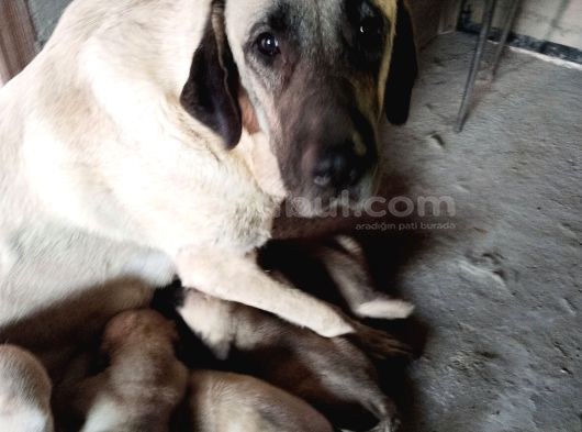 Orijinal Safkan Kangal Yavruları görsel