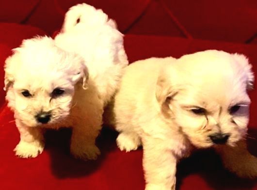 Topaç gibi maltipoo bebeklerimiz