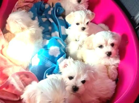 A Kalite Maltese Bebeklerimiz görsel