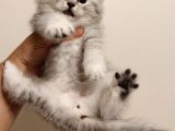 British Shorthair Güzel Yavru Kediler