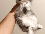 Scottish Fold Sevimli Yavrulara Bakmadan Geçme