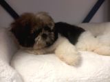 A Kalite Shihtzu Bebegimiz Son Yavrum
