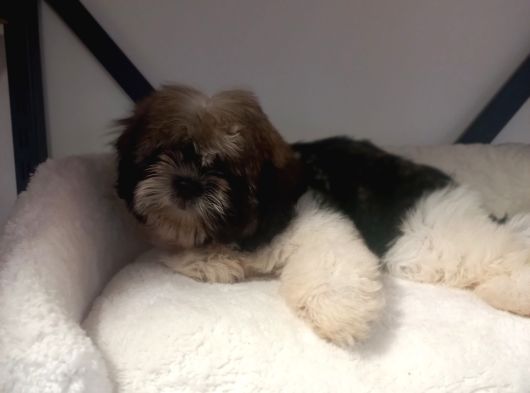 A Kalite Shihtzu Bebegimiz görsel