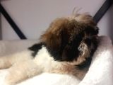 A Kalite Shihtzu Bebegimiz