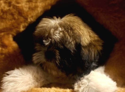 A Kalite Shihtzu Bebegimiz