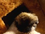 A Kalite Shihtzu Bebegimiz