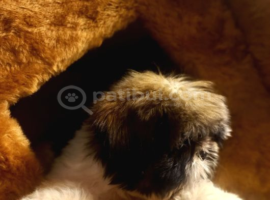 A kalite shihtzu bebegimiz son yavrum