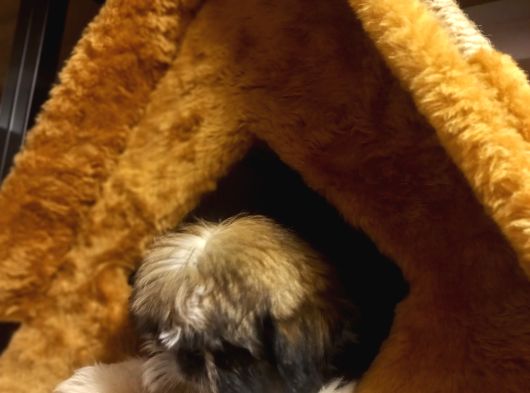 A Kalite Shihtzu Bebegimiz Son Yavrum görsel