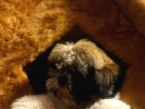 A Kalite Shihtzu Bebegimiz Son Yavrum