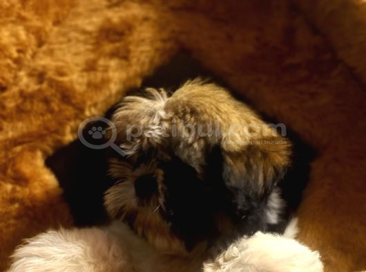 A Kalite Shihtzu Bebegimiz görsel