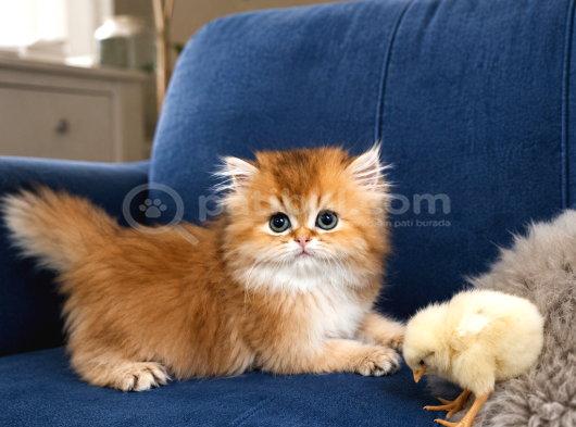 Irkının En Güzelleri Longhair Gold Ve Blue Yavrumuz görsel