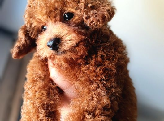 Teacup Kore Poodle Güzelliğim görsel