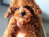 A Kalite Korepoodle Güzelliğim