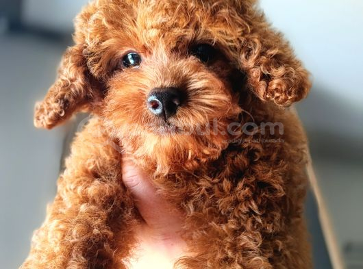 Teacup Kore Poodle Güzelliğim görsel