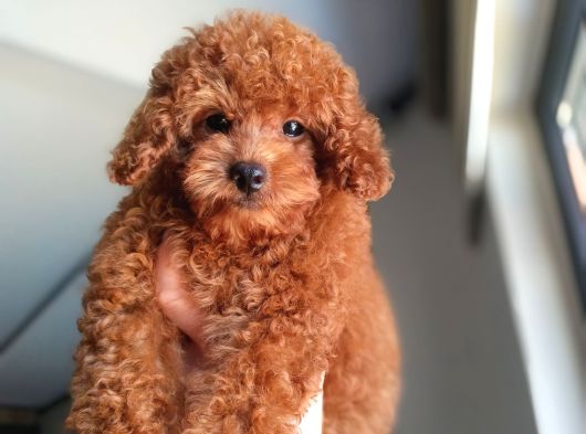 A Kalite Korepoodle Güzelliğim